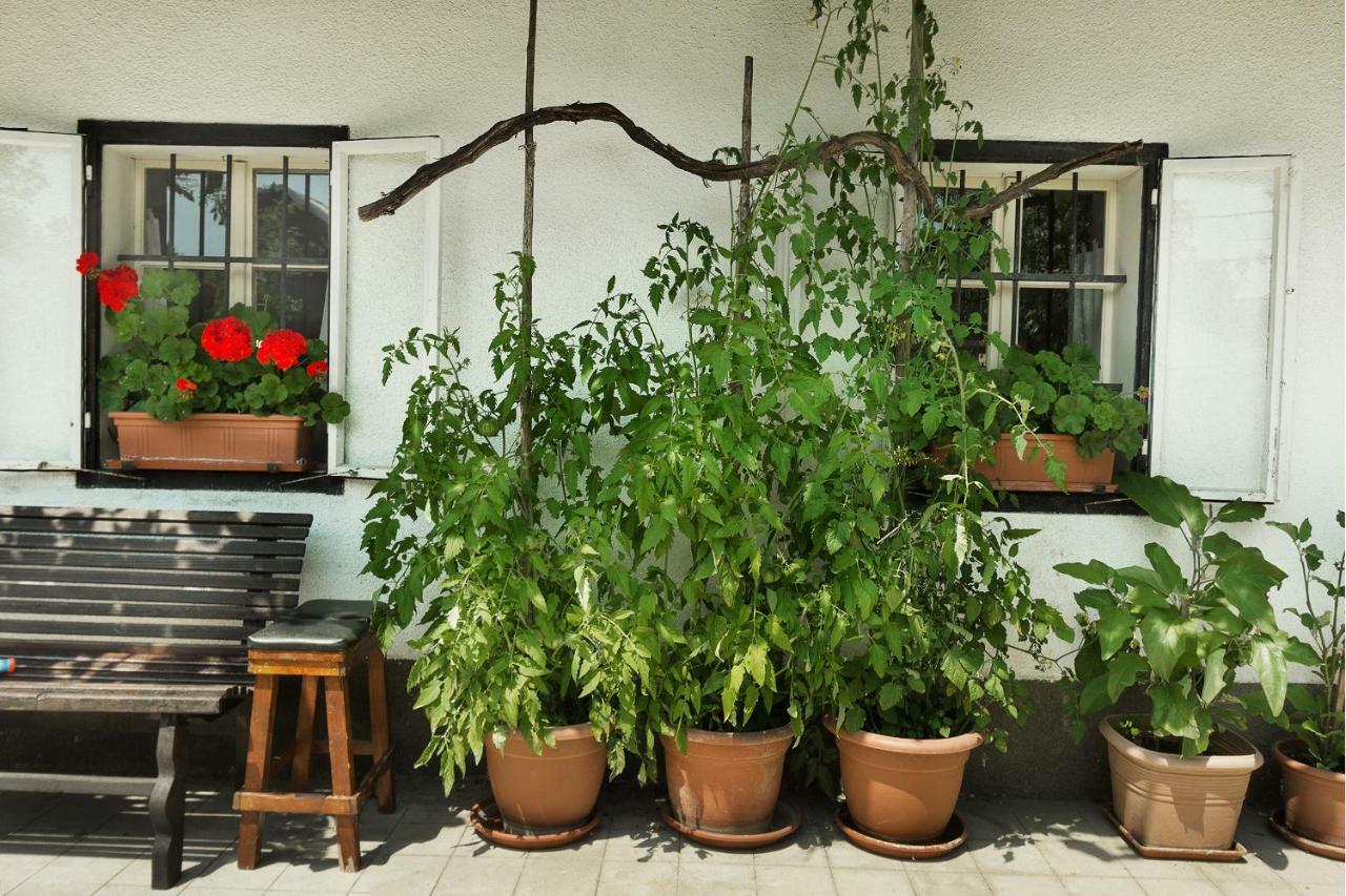 House, Garden And A Green Cat Bled Bagian luar foto